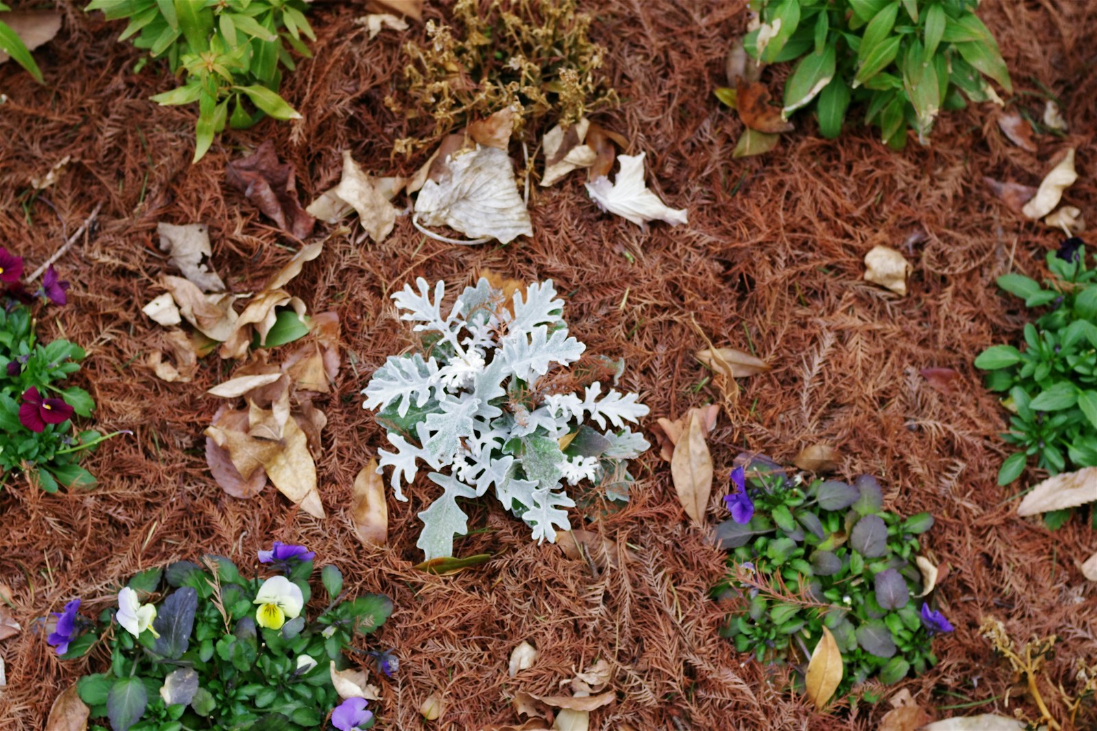 Fresh mulch and plants in a landscaped garden bed