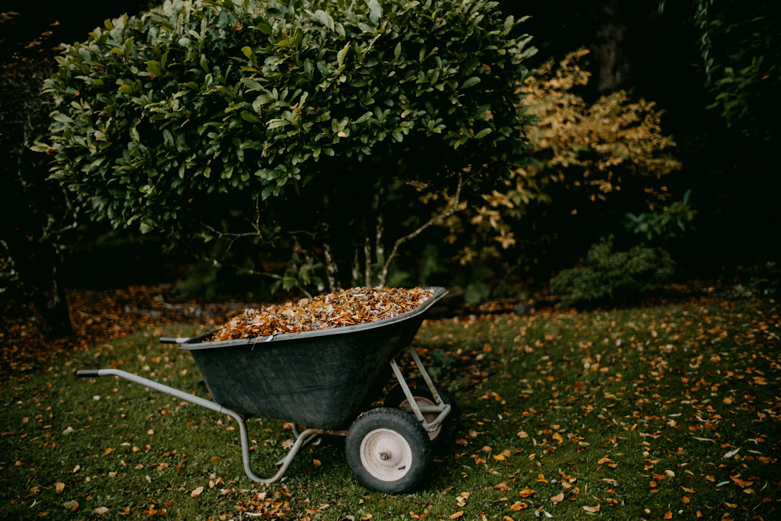 Leaves and yard debris before a lawn cleanup